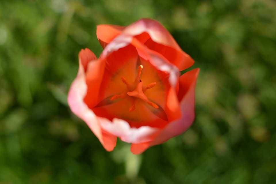 Coral tulip