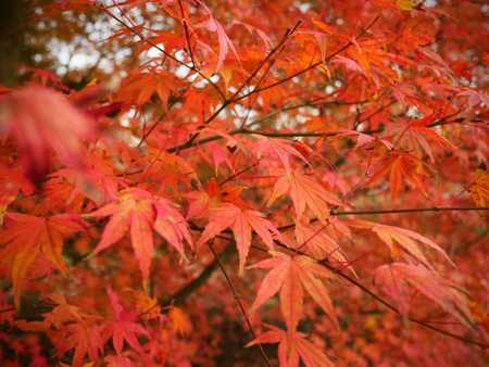 /autumn-leaves-at-kew/