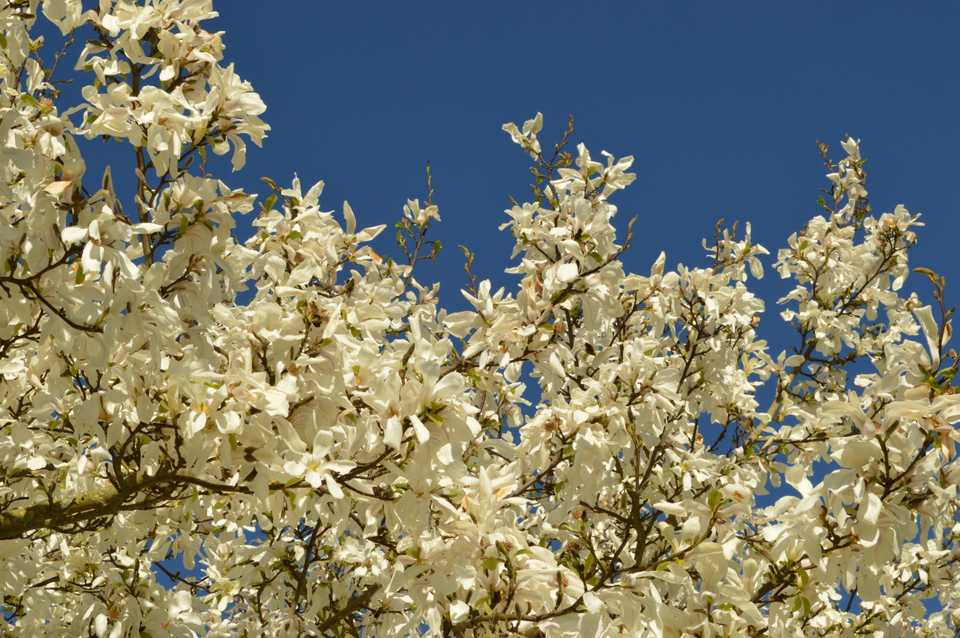 springblossom