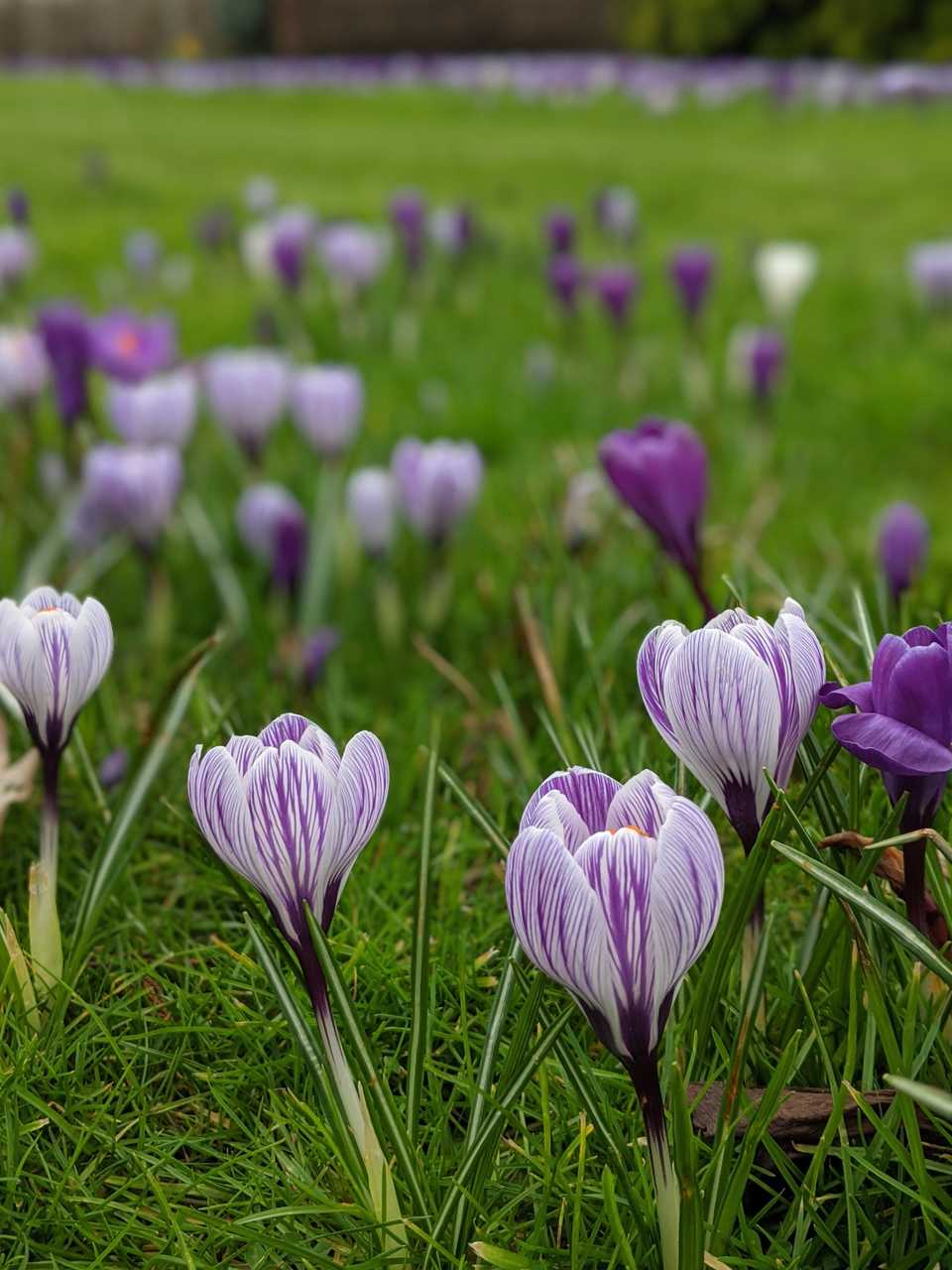 Wisley Wisley