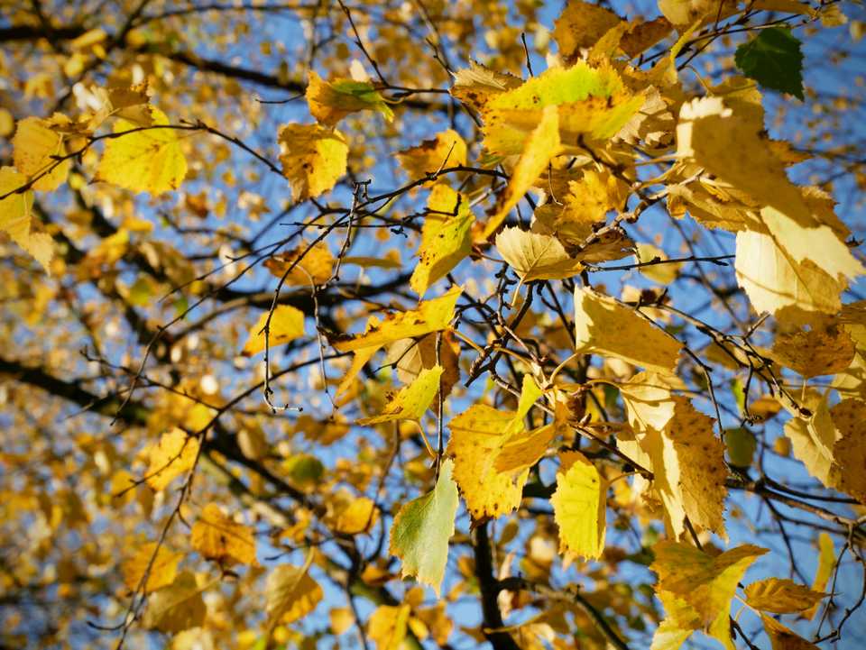 autumn kew