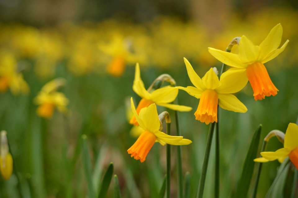 Wisley Wisley