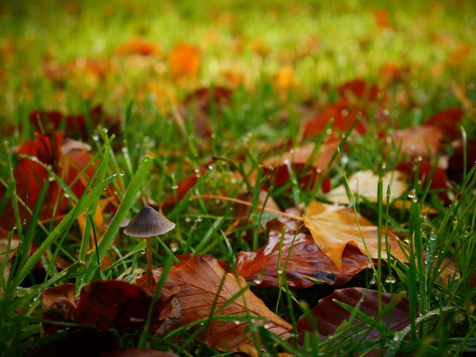 autumn kew