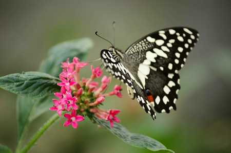 /barbican-and-butterflies/