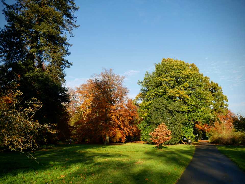 autumn kew