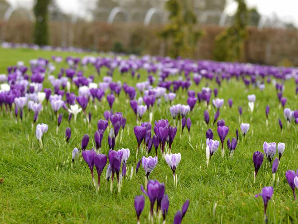 Wisley Wisley