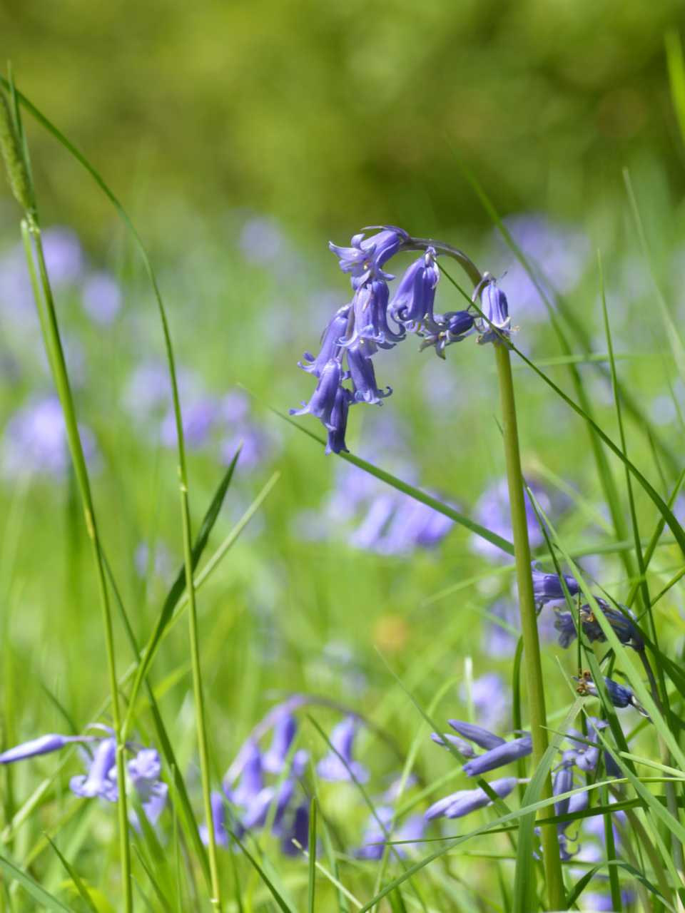 Bluebells