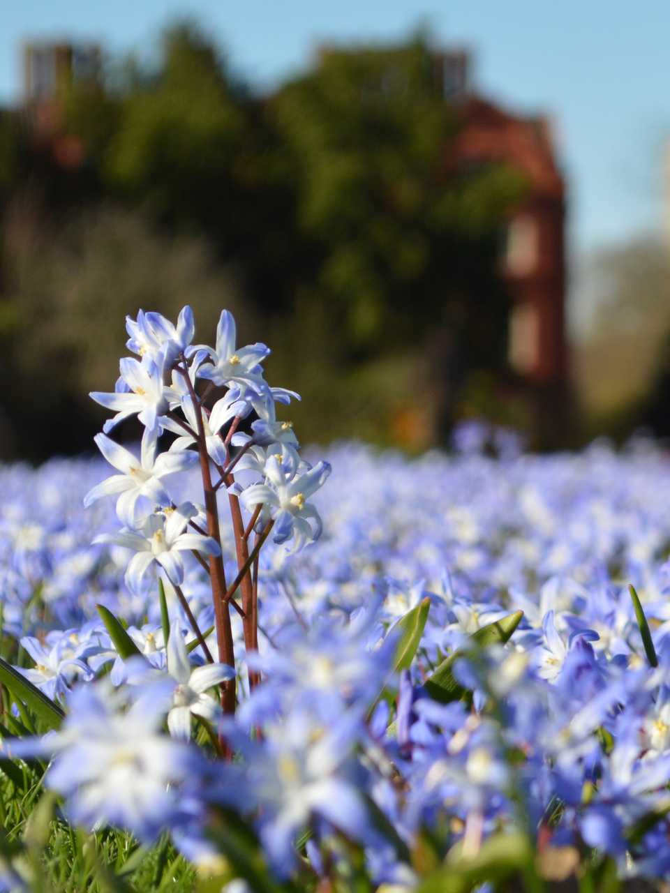 springblossom