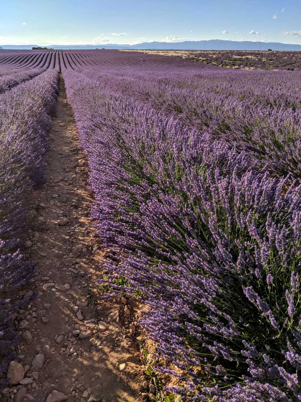 Valensole