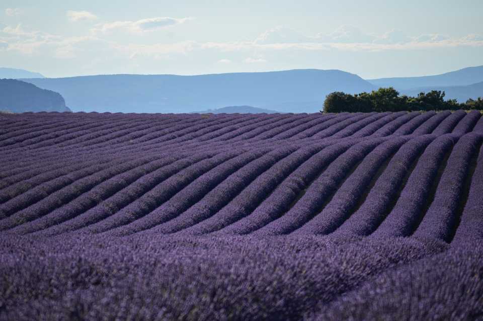 Valensole