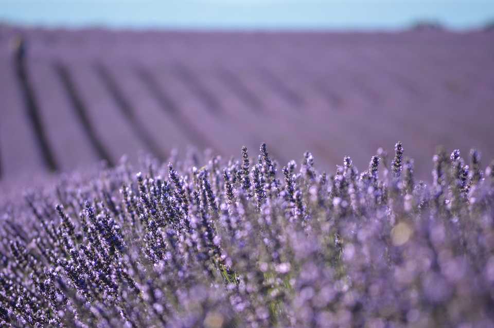 Valensole