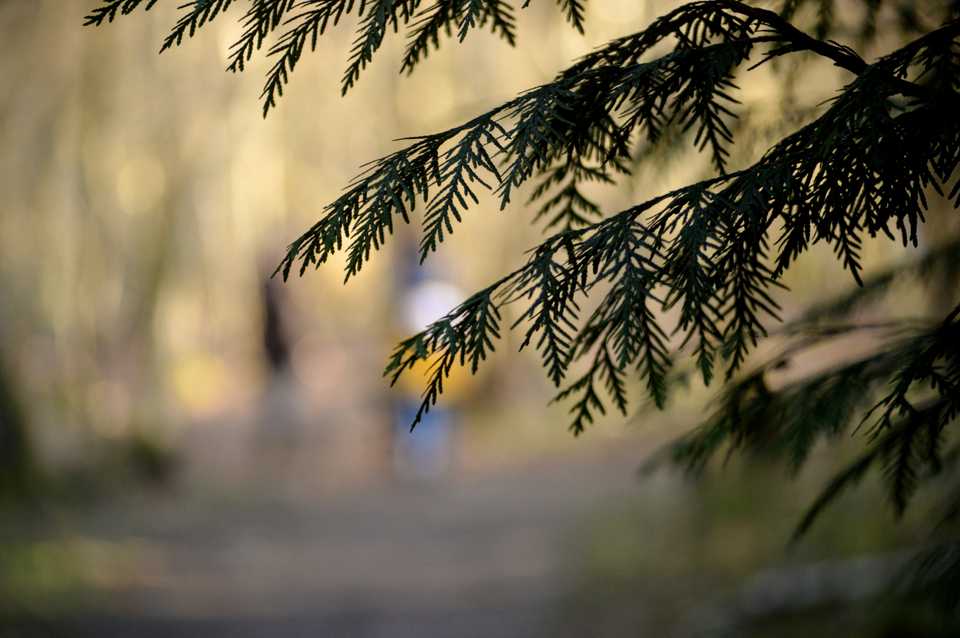 Pine trees