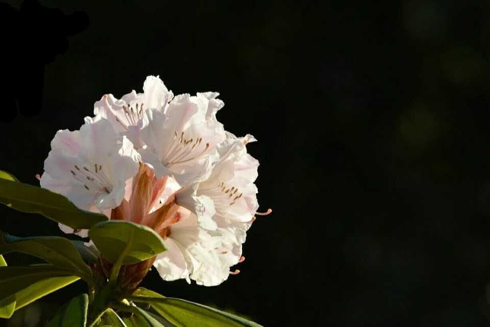 springblossom