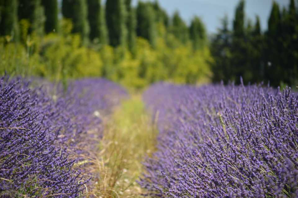 Roussillon