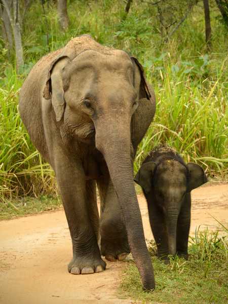 /hurulu-elephants/