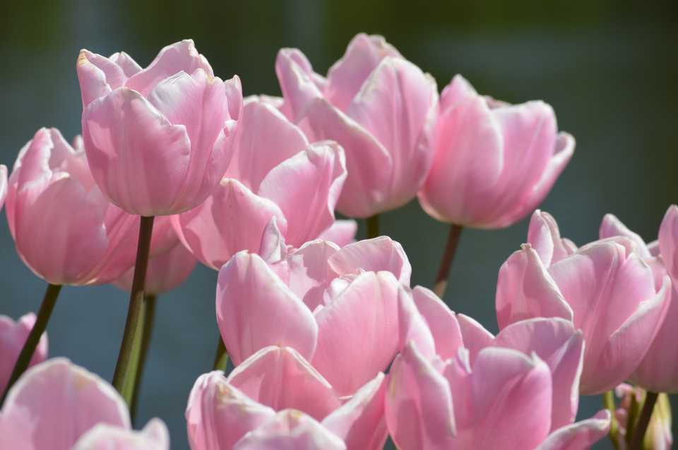 Tulips