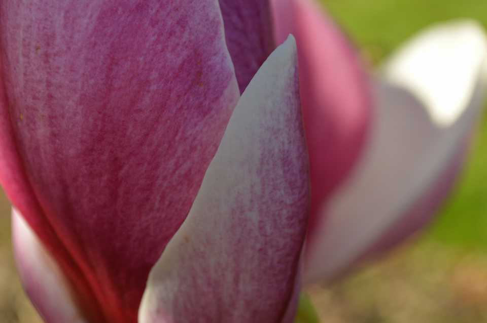 springblossom