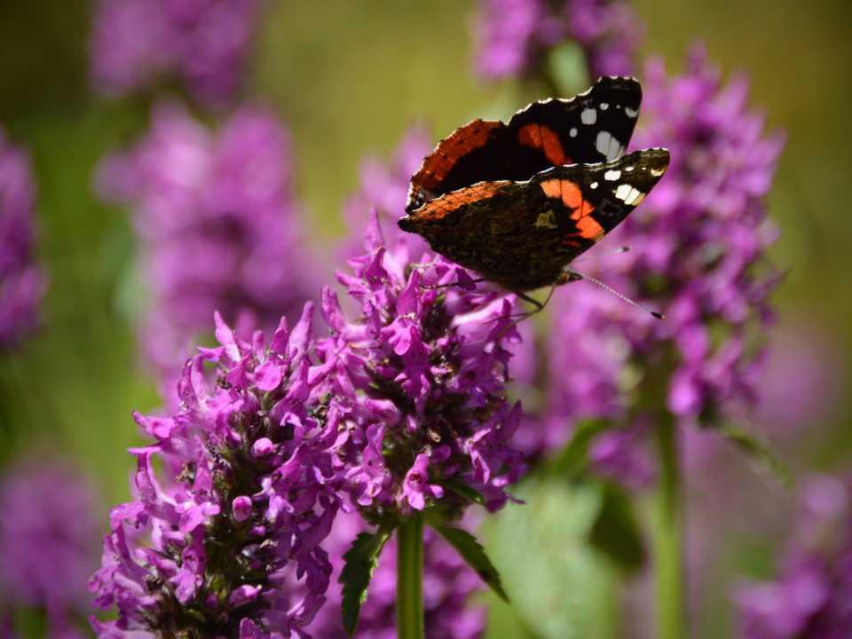 Wisley Summer