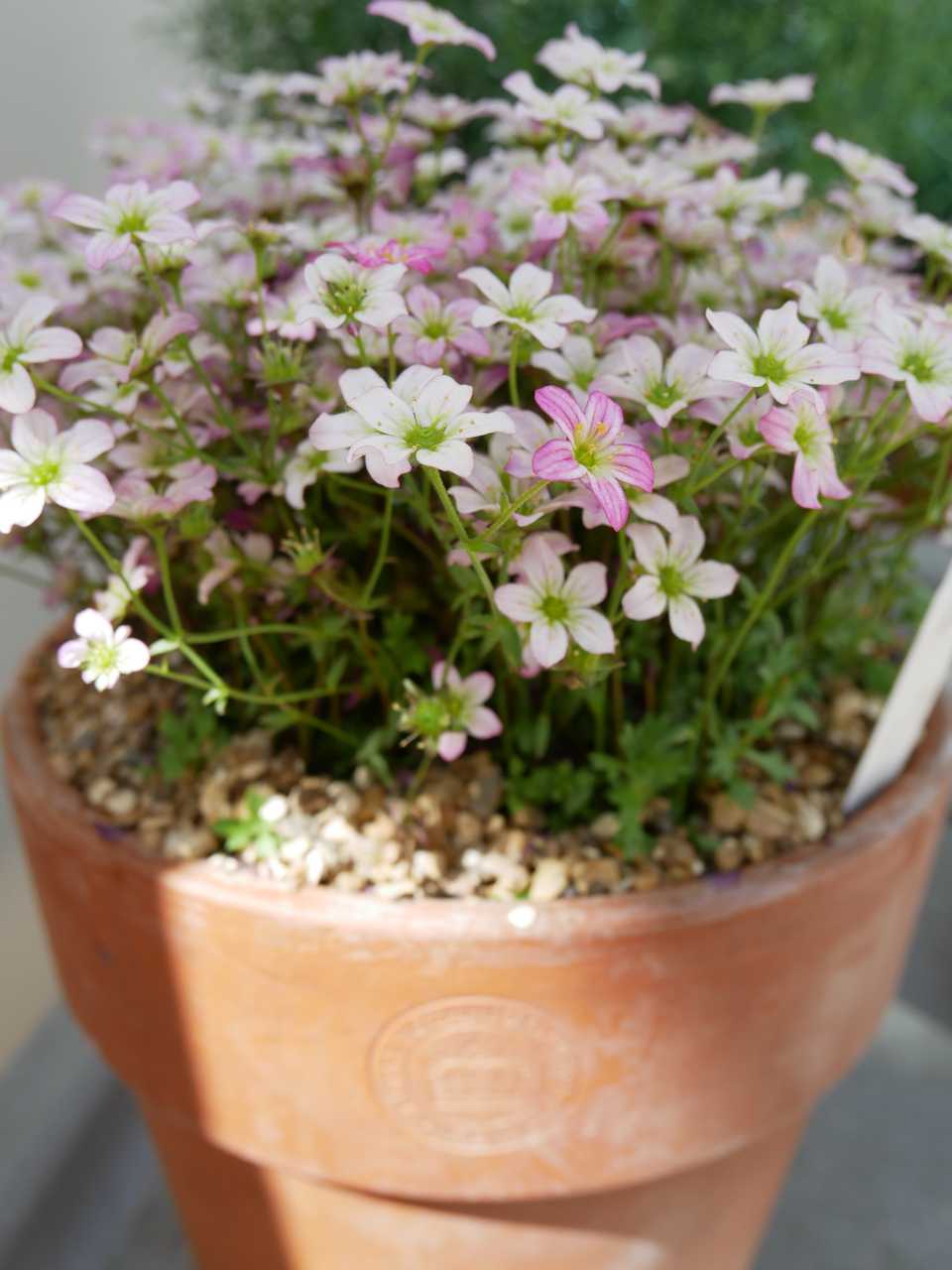 Kew plant pots