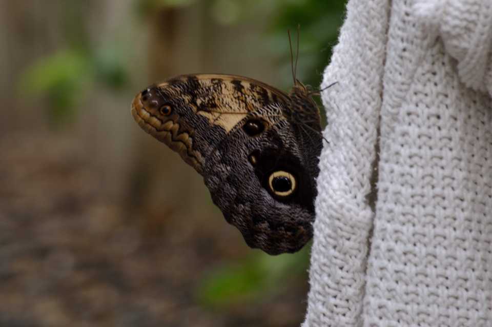 Owl butterfly