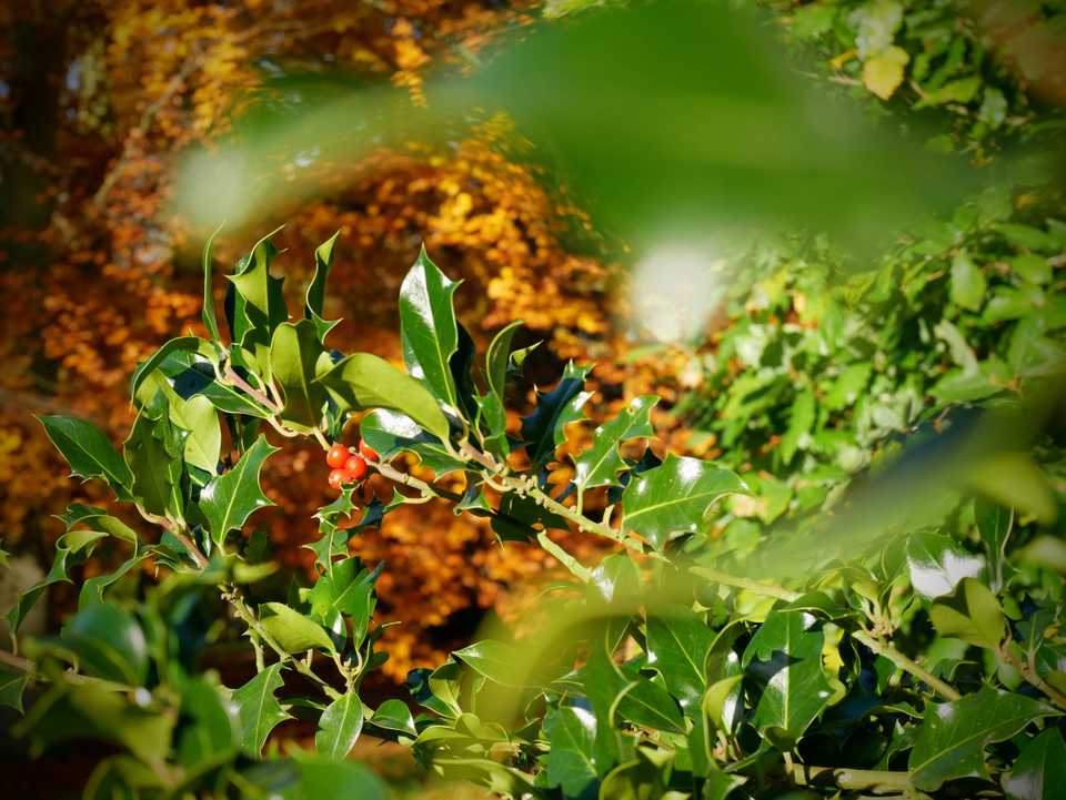 autumn kew