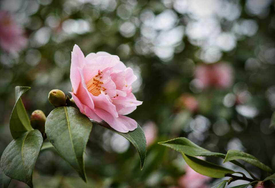 Wisley Wisley