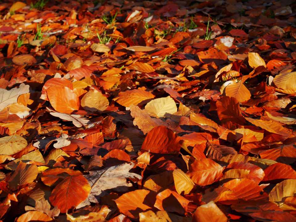 autumn kew