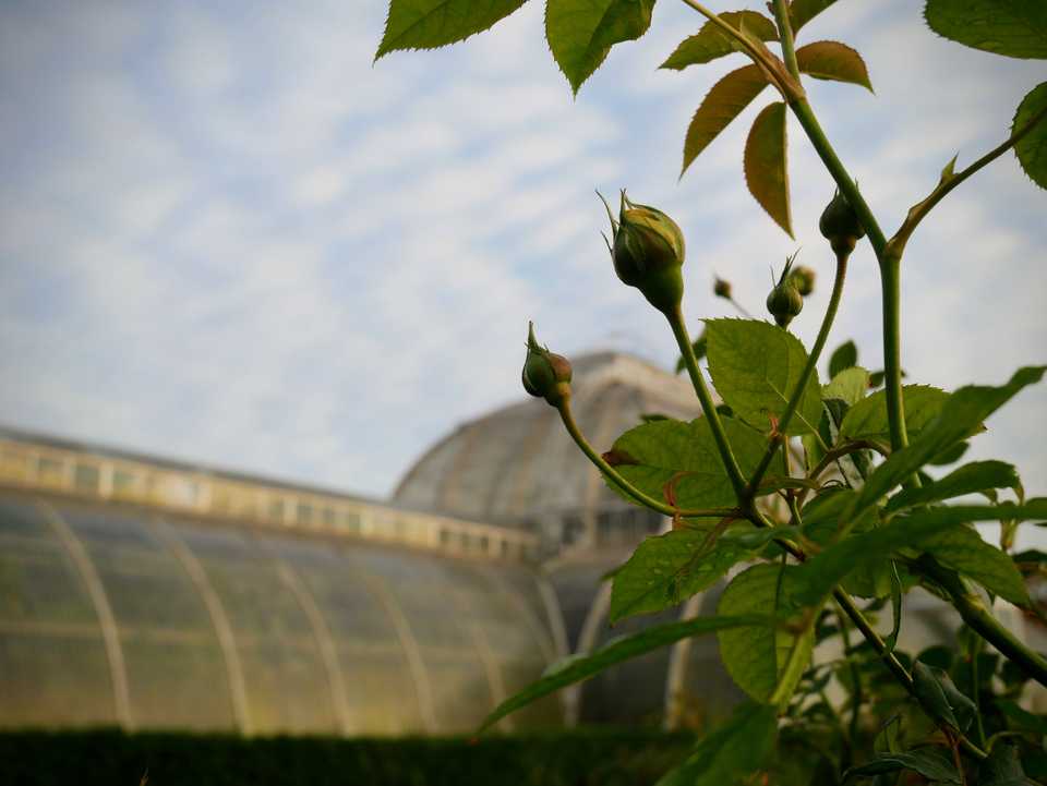 autumn kew