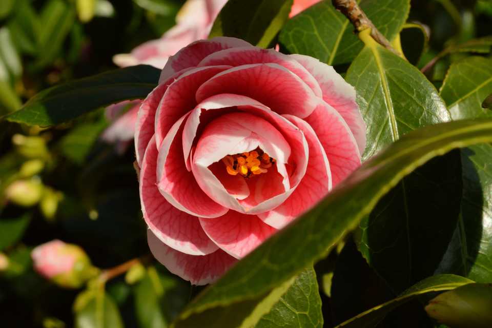 springblossom
