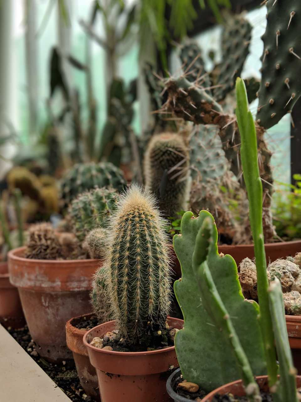 Cactus
