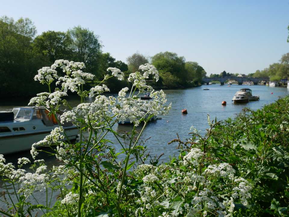 Richmond river scenes