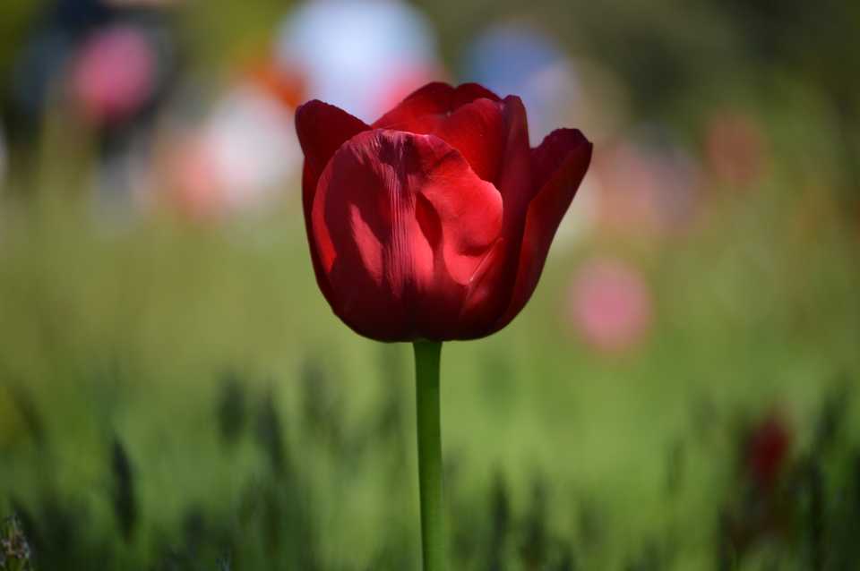 Red tulip
