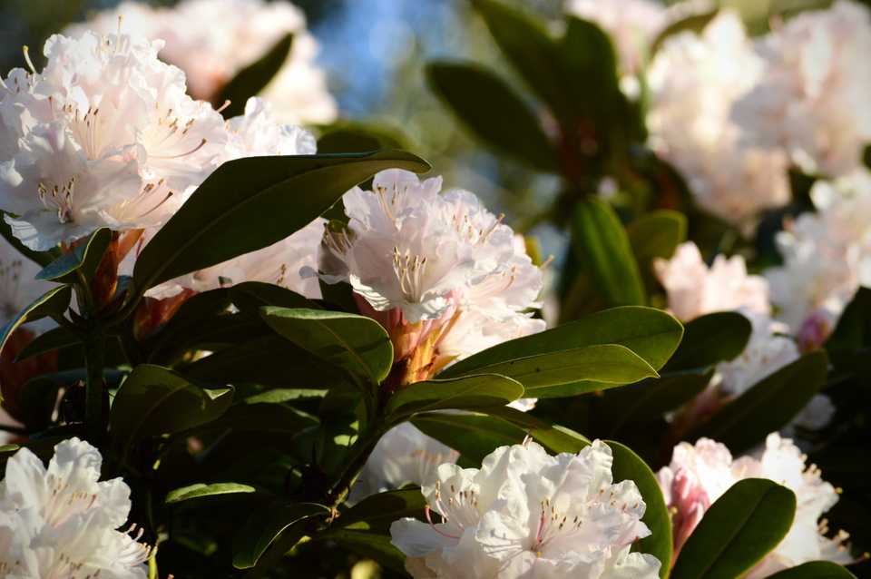springblossom