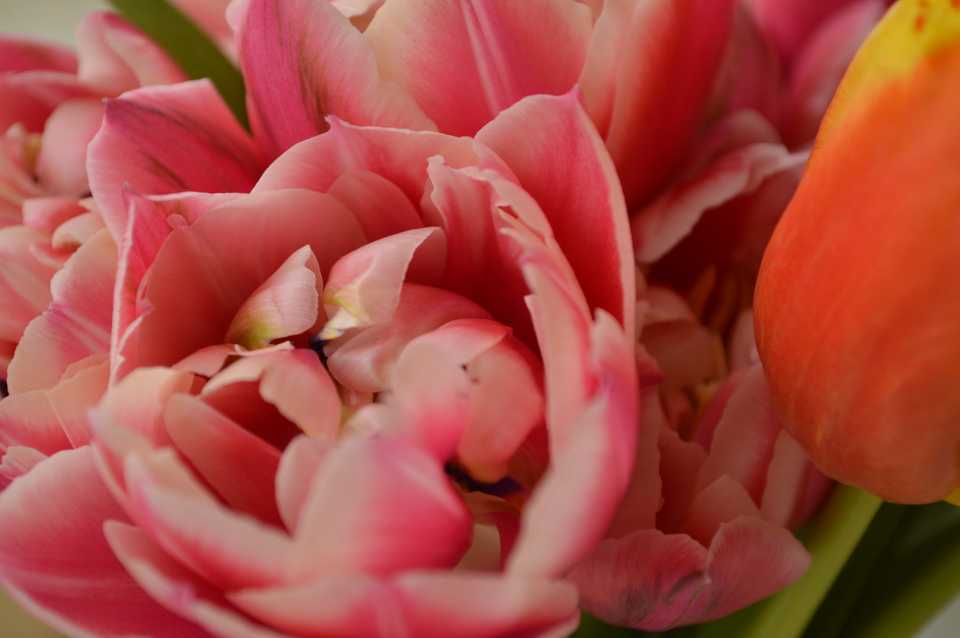 A pink tulip