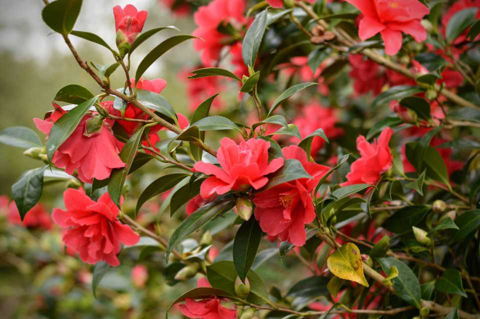 Wisley Wisley