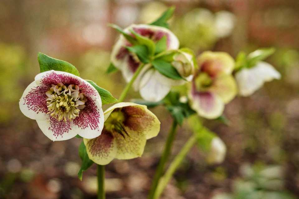 Wisley Wisley