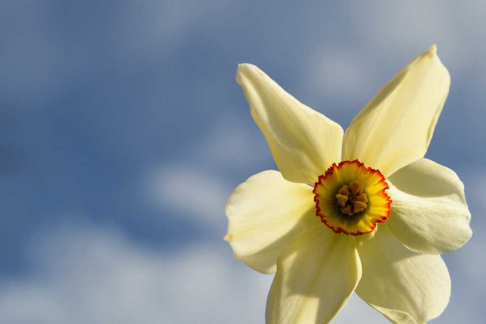 springblossom