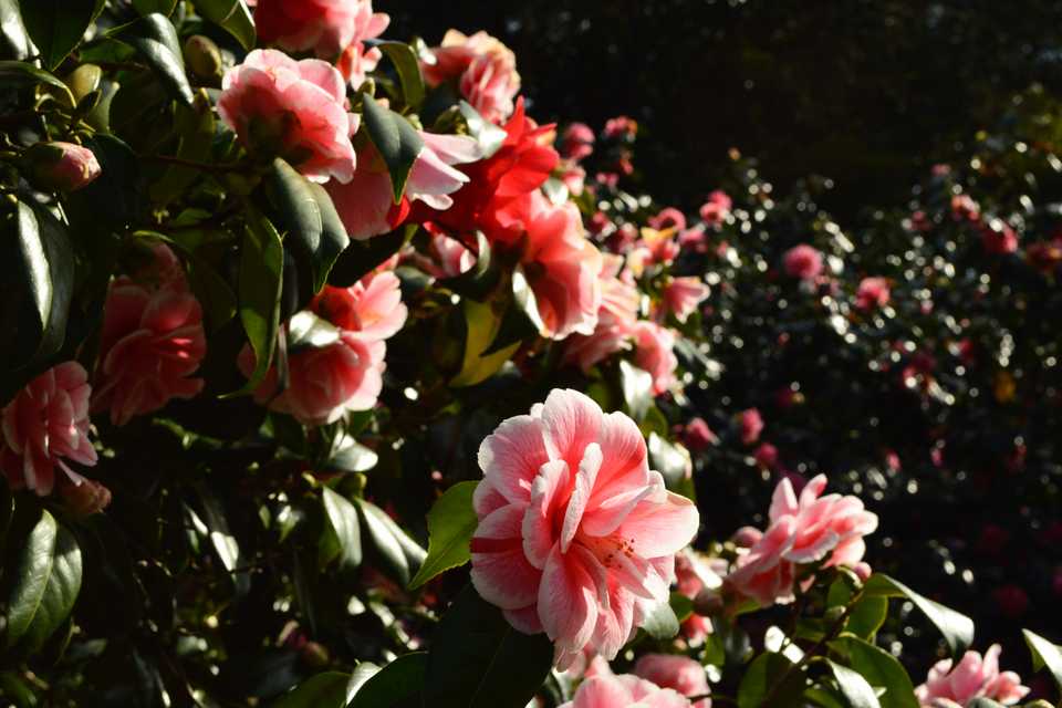 springblossom