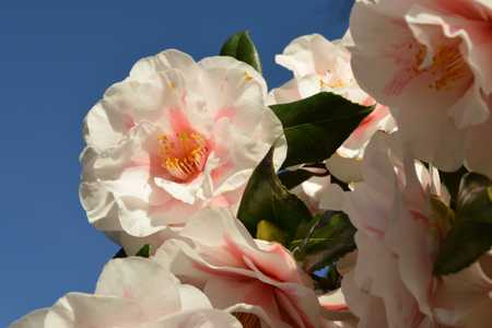 /spring-blossom-kew-gardens/