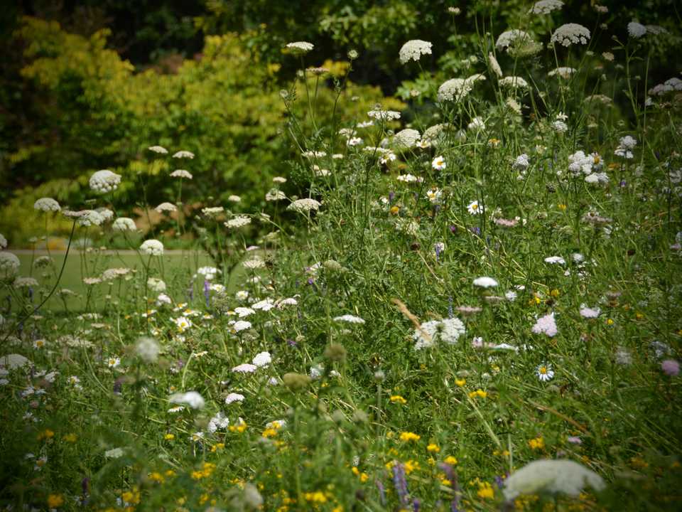 Wisley Summer