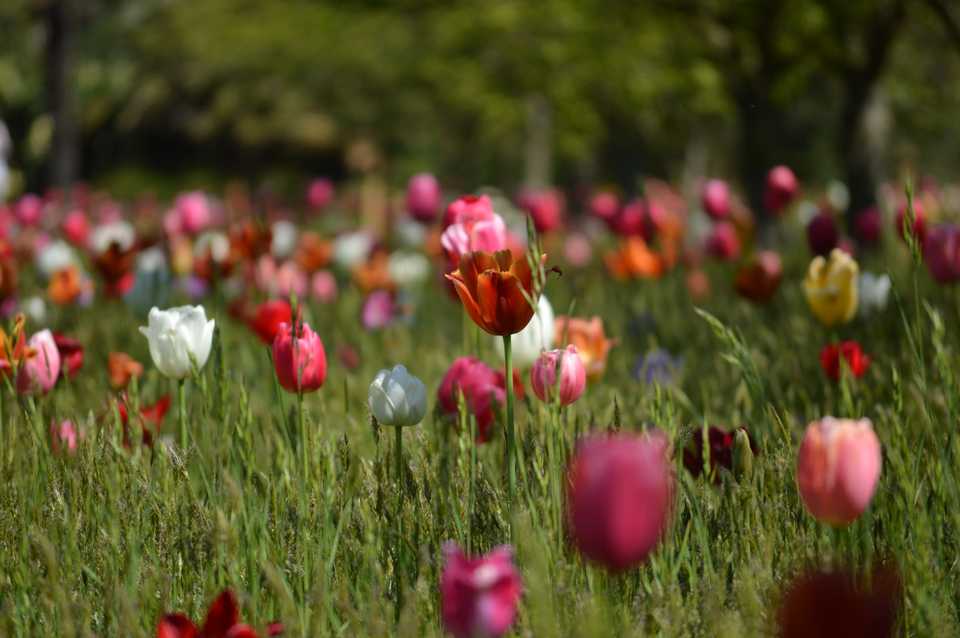 Rainbow tulips