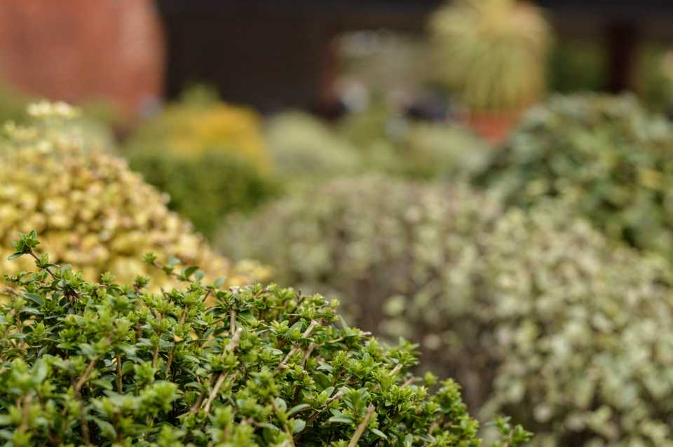 Wisley Wisley