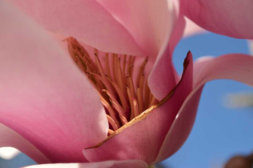 springblossom